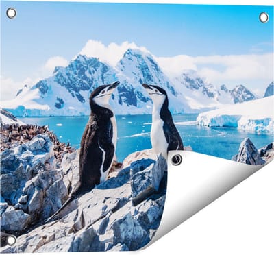 Gards Tuinposter Twee Pingu�ns op Stenen in Antarctica - 50x40 cm - Tuindoek - Tuindecoratie - Wanddecoratie buiten - Tuinschilderij