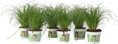 Plant in a Box - Set van 6 - Cyperus kattengras planten - Perfecte planten voor een huishouden met huisdieren - Pot 12cm - Hoogte 30-40cm