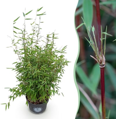 Green boutiQ - Grassen - Fargesia nitida Red Dragon - Niet Woekerende Bamboe - Bladhoudend - Groen - 1 Plant - Pot 23 cm - Hoogte 80 cm