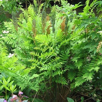 6 x Osmunda Regalis 'Purpurascens'- Purper Blad pot 9x9cm - Majestueuze Pracht van de Natuur