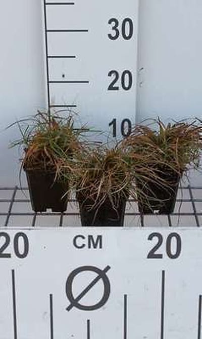 6x Zegge - Carex caryophyllea 'The Beatles' | 9x9 cm pot