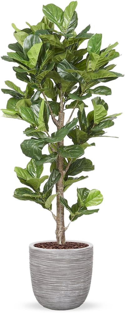 Kunstplant Ficus Lyrata in planter ball Rib ivoor H210 cm