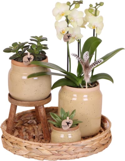 Green Harmony | Groene planten met gele Phalaenopsis orchidee in Vintage khaki sierpotten en hyacinth dienblad