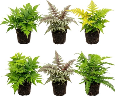 vdvelde.com - Buitenvaren Gemengd 12 Stuks P9 - Schaduwplant winterhard -Tuinvaren Mix Vijverrand - Vaste Plant Bodembedekker Rotsrand Tuin