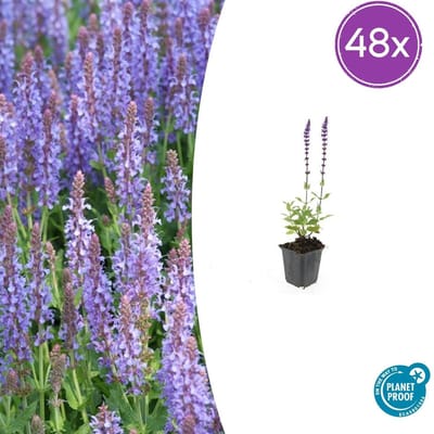 Trendyplants - Salvia nemorosa 'Caradonna' - 48 stuks - Salie - Winterhard - Hoogte 10-30 cm - Potmaat Ø9cm