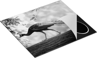Chefcare Inductie Beschermer Pauw Loopt op een Tak in de Natuur - Zwart Wit - 60x50 cm - Afdekplaat Inductie - Kookplaat Beschermer - Inductie Mat