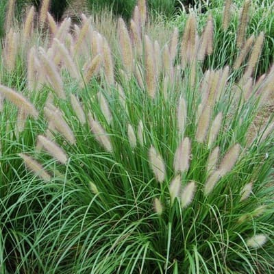 12 x Hoog Lampenpoetsersgras XL - Siergras met Pluim Winterhard - Pennisetum alopecuroides in C2(liter) pot met hoogte 10-20cm