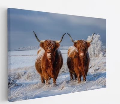 Saammp Canvas Schilderij - Groep Schotse Hooglander Koe - Landschap - Dieren - Natuur - 60x40 - Foto op canvas - Wanddecoratie - muurdecoratie Woonkamer - Slaapkamer decoratie - Canvas Print