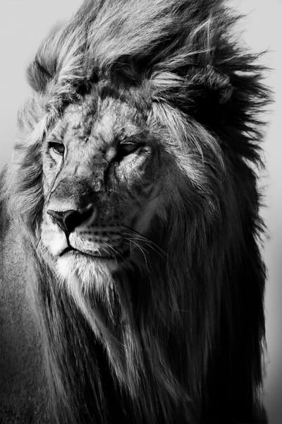 Lion in the wild I - 80cm x 120cm - Fotokunst op akoestisch schilderij | Wanddecoratie