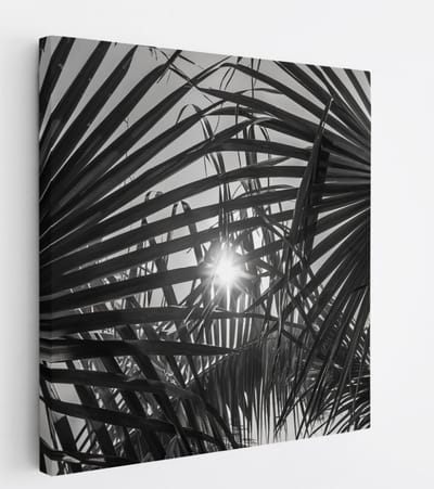 Saammp Canvas Schilderij - Zon tussen de planten - Zwart-Wit - Landschap - Natuur - 20x20 - Foto op canvas - Wanddecoratie - Muurdecoratie Woonkamer - Slaapkamer decoratie - Canvas Print