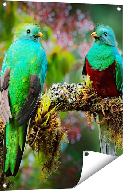 Gards Tuinposter Twee Groene Quetzal Vogels op een Tak - 60x80 cm - Tuindoek - Tuindecoratie - Wanddecoratie buiten - Tuinschilderij