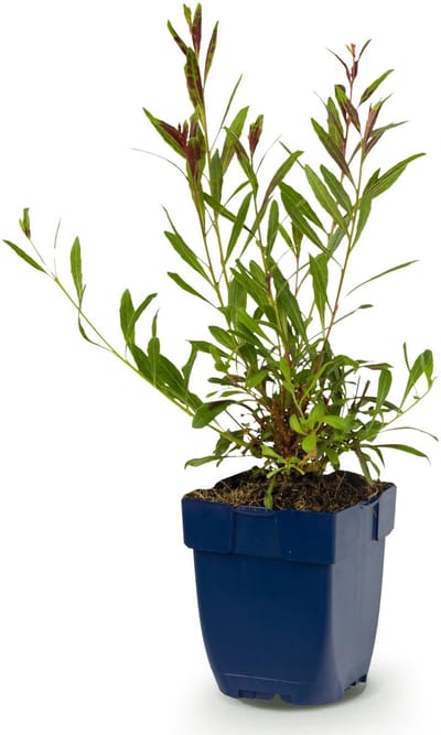 Green boutiQ - Vasteplant - Gaura lindh. Whirling Butterflies - Prachtkaars - Bijen- en vlinderlokkers - Wit - 1 Plant - Pot 11cm - Hoogte 15-25cm