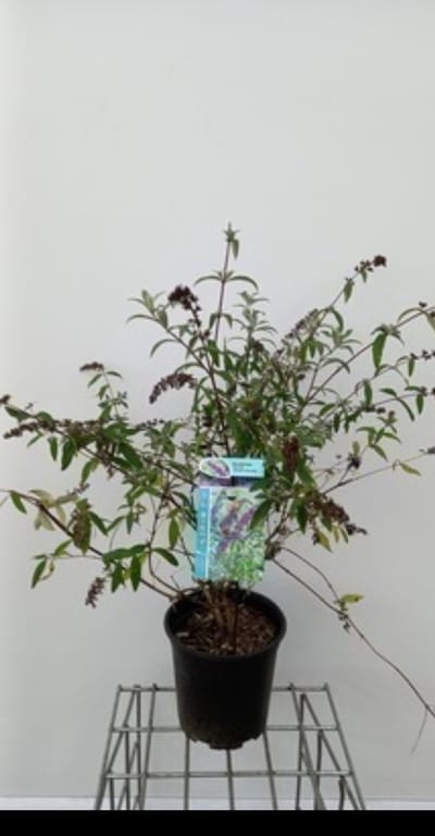 Buddleja dav. 'Border Beauty' - Vlinderstruik 60- 80 cm in pot