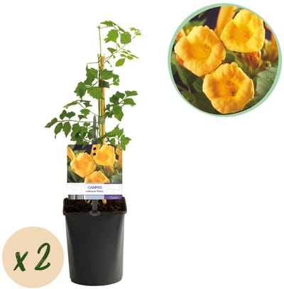 Green boutiQ - Trompetbloem - Campsis radicans Flave - Bloem Geel - Weinig onderhoud - 2 planten - Pot 11cm Hoogte 40cm