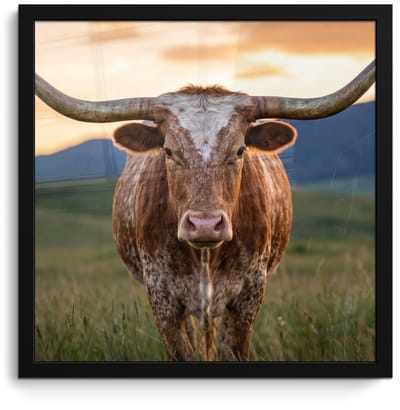 Poster in lijst - Fotolijst 40x40 cm - Posters - Longhorn - Landschap - Zonsondergang - Posterlijst zwart - Decoratie - Wanddecoratie woonkamer - Muurdecoratie slaapkamer