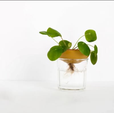 Bobèche Planten  - Gevlekt wit - Stek - Stekbord - Keramiek - Hydrocultuur - Stekstation - Hydroponic - Stekschaal - Avocadopit - Avocado - Plantjes - Kweek - Plantenaccessoire - Cadeau - Botanisch - Huisplanten - Waterplanten - Gardening