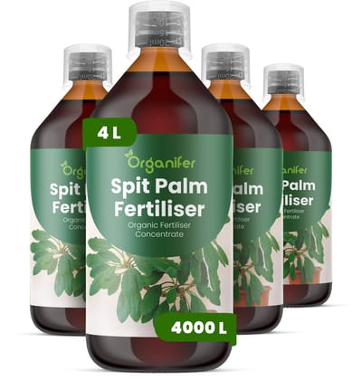 Vloeibare Meststof Voor Spitspalm 4X1 L Voor 4000 L - Npk 2-1-8 - Ondersteunt Gezonde Groei Bij Spitspalm - Verbetert Bladkleur En Het Contrast - Bevordert Evenwichtige, Compacte Groei - Ondersteunt Sterke Wortelontwikkeling In Potten - Organifer