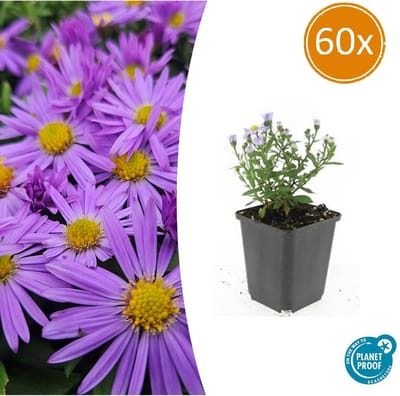 60 Stuks Herfst Aster, Kleur Paars met Geel Hard, Herfstbloeier, Aster (D) Prof. Anton Kippenberg - 10-25cm - Ø9cm