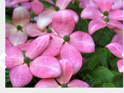 Cornus kousa 'Satomi' - Japanse Grootbloemige Kornoelje 60 - 80 cm in pot