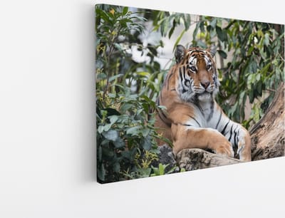 Saammp Canvas Schilderij - Tijger op boomstronk - Natuur - Dieren - 30x20 - Foto op canvas - Wanddecoratie - muurdecoratie Woonkamer - Slaapkamer decoratie - Canvas Print