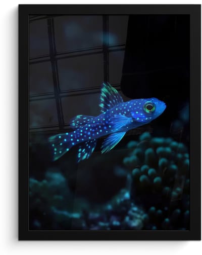 Poster in lijst - Fotolijst 30x40 cm - Posters - Vis - Stippen - Koraal - Blauw - Posterlijst zwart - Decoratie - Wanddecoratie woonkamer - Muurdecoratie slaapkamer