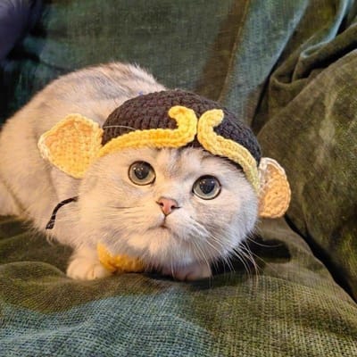Lente Zomer Kattenmuts Elastisch Schattig Verfijnd Gebreide Huisdierenmuts voor Puppy Kittens Feest Foto Shoot Props Decoratie Kattenaccessoires Hoge Kwaliteit M zwart