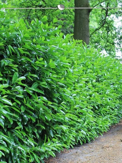 Laurier Prunus Novita 140-160 cm, 12x Haagplant