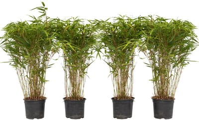 Plant in a Box - Fargesia nitida 'Gansu' - Set van 4 - Wintergroene niet woekerende bamboe - Pot 17cm - Hoogte 50-70cm