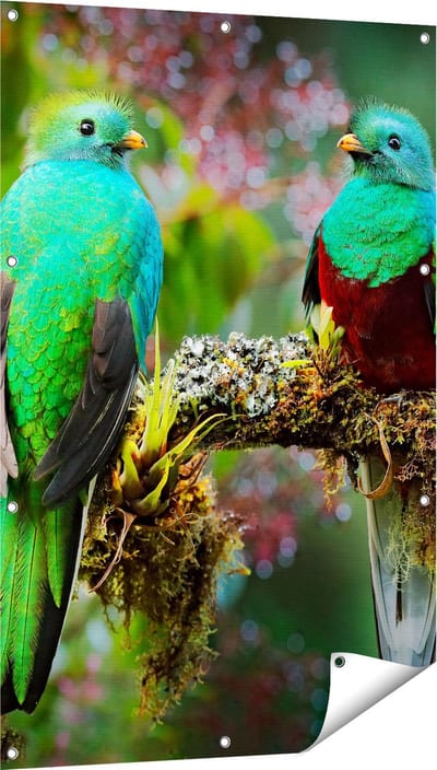 Gards Tuinposter Twee Groene Quetzal Vogels op een Tak - 80x120 cm - Tuindoek - Tuindecoratie - Wanddecoratie buiten - Tuinschilderij