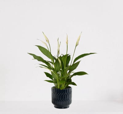 Spathiphyllum in sierpot Jacky Donker Blauw – witte kamerplant – luchtzuiverende lepelplant - 35-50cm - Ø13 – geleverd met plantenpot – vers uit de kwekerij
