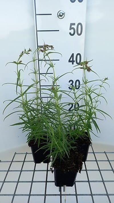 6x Schildpadbloem - Penstemon hybr. 'Evelyn' | 9x9 cm pot