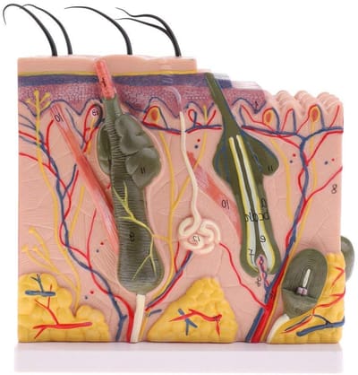 Huid Anatomisch Model - Huidstudie Model - Onderwijs Demonstratie - 50x Vergroot - 23 x 11 x 24 cm