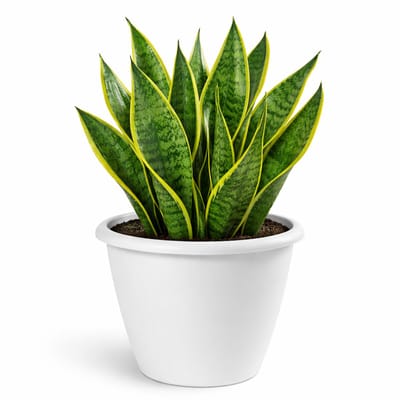 Mega Collections Plantenpot / bloempot Essence Lima - kunststof - wit - binnen/buiten - D40 x H32 cm