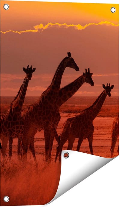 Gards Tuinposter Giraffe Kudde bij Zonsondergang - 40x60 cm - Tuindoek - Tuindecoratie - Wanddecoratie buiten - Tuinschilderij