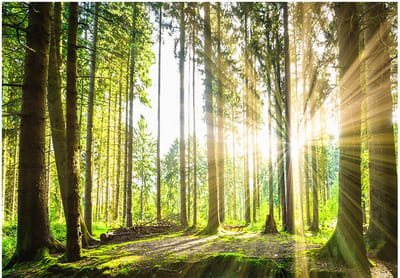 Fotobehangkoning - Behang - Vliesbehang - Fotobehang Bos met Zonnestralen - 400 x 280 cm