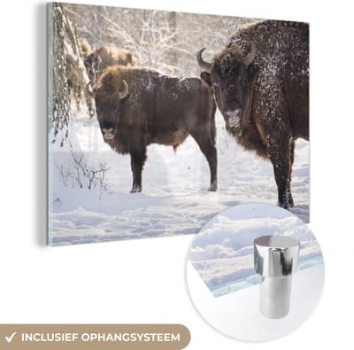 ® Glasschilderij 180x120 cm - Schilderij acrylglas - Twee Bizons in het Nationaal Park Białowieża in Polen - Foto op glas - Muurdecoratie woonkamer - Wanddecoratie slaapkamer - Schilderijen