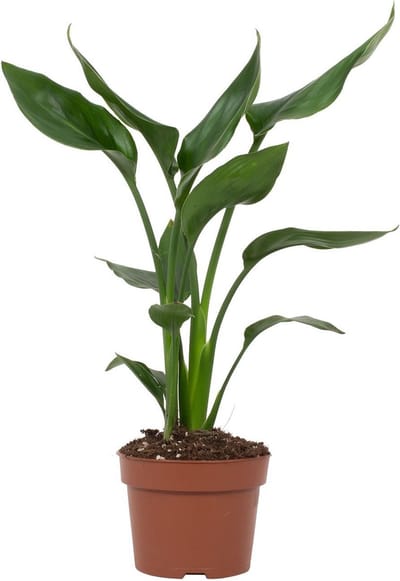 Plantenboetiek.nl | Strelitzia Reginae - Ø12cm - 25-35cm hoog - Kamerplant - Groenblijvend