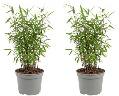 Bloomique - Set van 2 - Fargesia Red Dragon - Rode Bamboe Plant - Niet Woekerend - Winterhard - Wintergroen - Haagplant - Tuinplanten - Hoogte 50-70 cm - Pot 17 cm