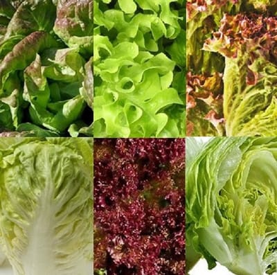 Sla zaden assortiment zaadlint