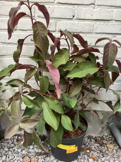 Hydrangea aspera 'Hot Chocolate' - Fluweelhortensia 25 - 30 cm in pot