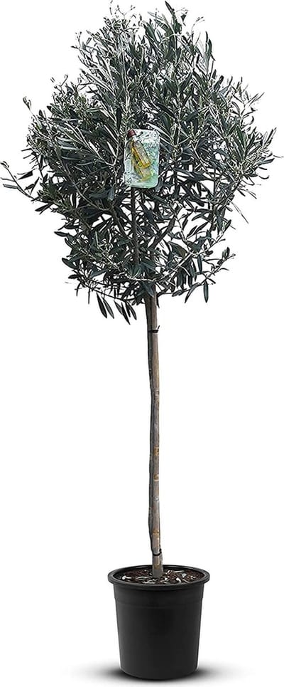 Olijfbomen Tuin- en balkonplant Olijfboom - Hoogte: 160cm