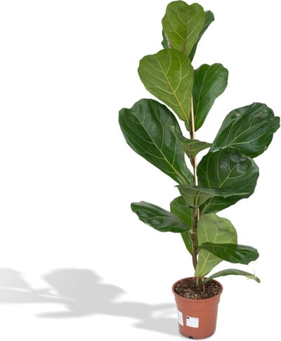 Vioolbladplant, Tropische Kamerplant, Ficus Lyrata Ø17- 75cm Hoog