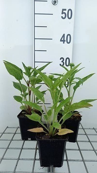6x Zonnehoed - Echinacea purp. Lakota Red' | pot 9 x 9 cm