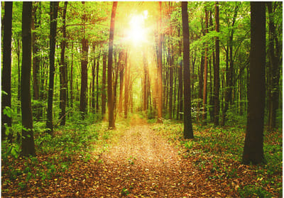 Fotobehangkoning - Behang - Vliesbehang - Fotobehang Zon in het Bos - Mirror of Nature  - 400 x 280 cm