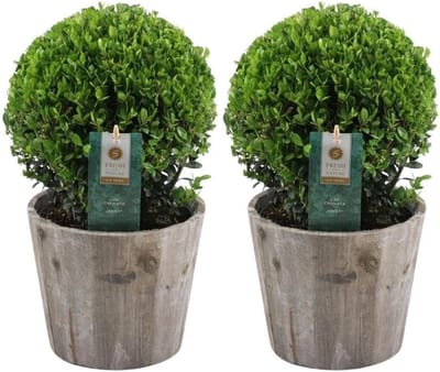 Set van 2 Bolvormige Japanse Hulst (Ilex crenata) in Houten Pot - Wintergroene Buxusvervanger - 20 cm