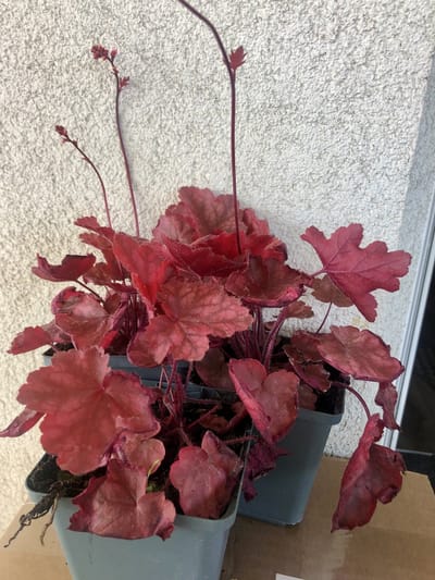 6 x Heuchera 'fire chief® - Purperklokje in pot 9 x 9 cm