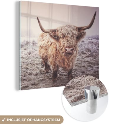 MuchoWow® Glasschilderij 50x50 cm - Schilderij acrylglas - Schotse Hooglanders - Sneeuw - Zon - Foto op glas - Schilderijen