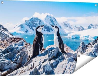 Gards Tuinposter Twee Pingu�ns op Stenen in Antarctica - 90x60 cm - Tuindoek - Tuindecoratie - Wanddecoratie buiten - Tuinschilderij