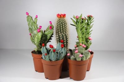 Succulux Cactussen Mix met Strobloemen - 5 Cactussen Ø 5,5 cm Pot - Mini Kamerplanten Bedankjes