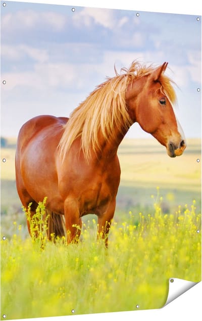 Gards Tuinposter Bruin Paard in de Wei - 120x160 cm - Tuindoek - Tuindecoratie - Wanddecoratie buiten - Tuinschilderij